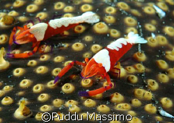two imperator shrimps,manado,nikon d70 60mm macro by Puddu Massimo 
